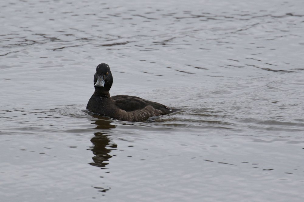 Утиные истории