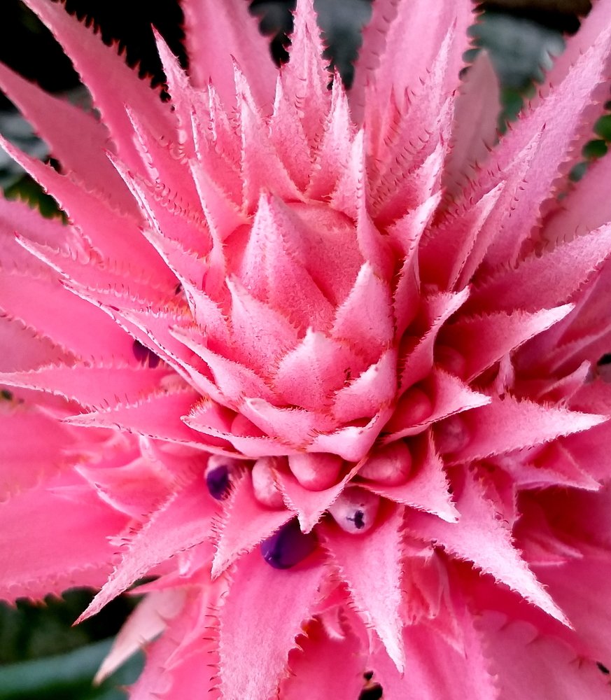 Pink Bromaelia