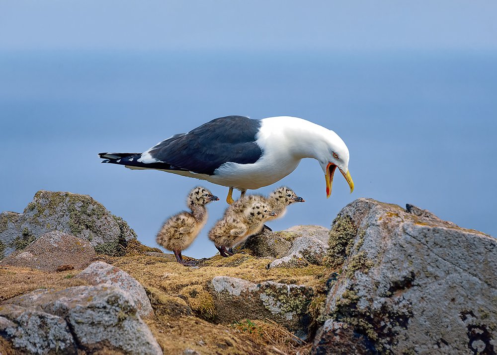 Photograph by Ольга Тарасюк