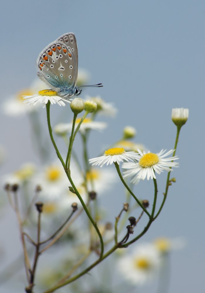 Photograph by Чепленко Алексей