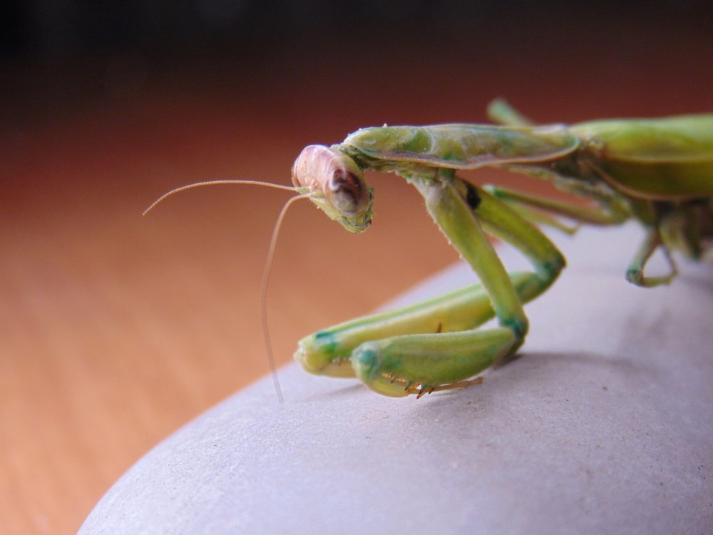 Photograph by Ольга Шевцова