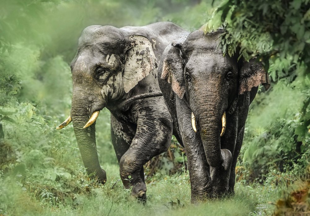 Photograph by Swarnali Hazra