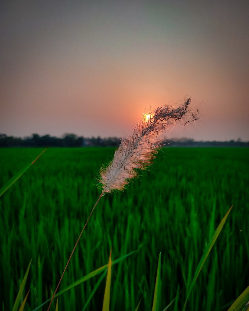 Mother India