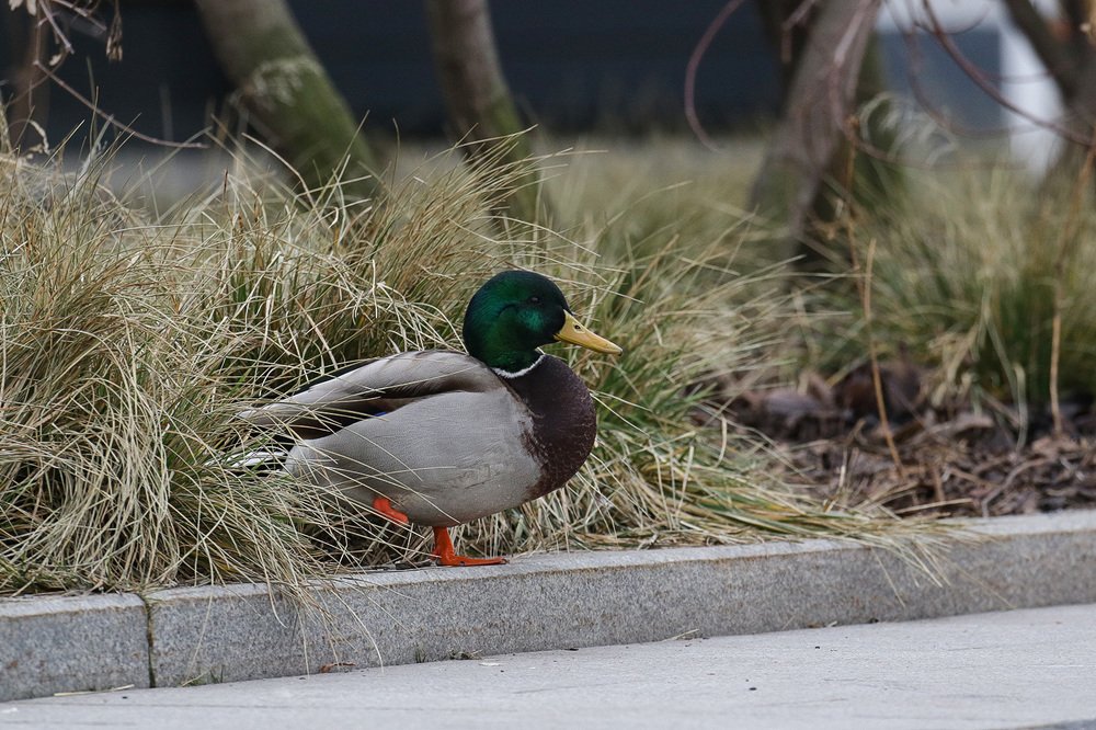 Такие обычные и необычные утки