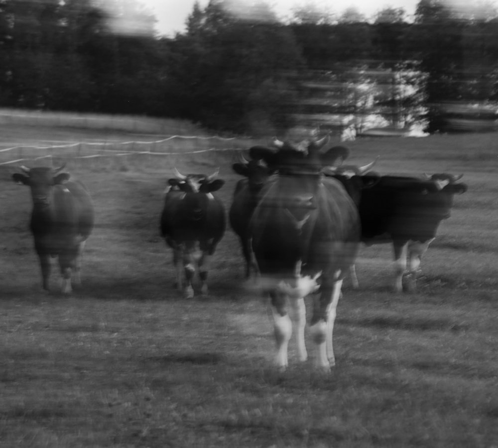 Photograph by Ekaterina Riipulk