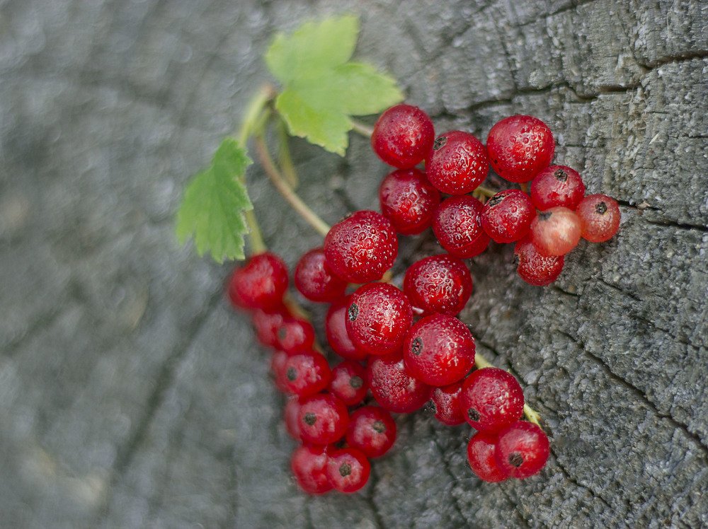 Photograph by Ольга