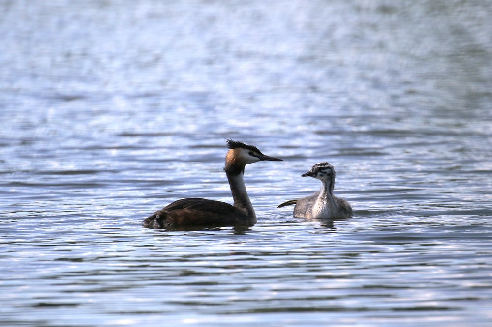 Водоплавающие малыши