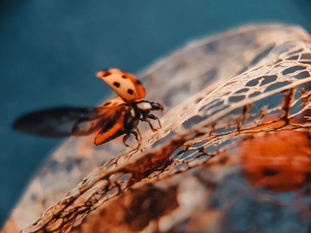 Photograph by Евгения Костырко