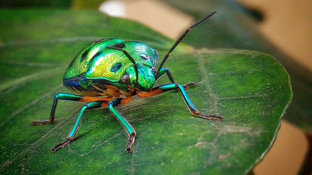 Photograph by Ashvin Ambaliya