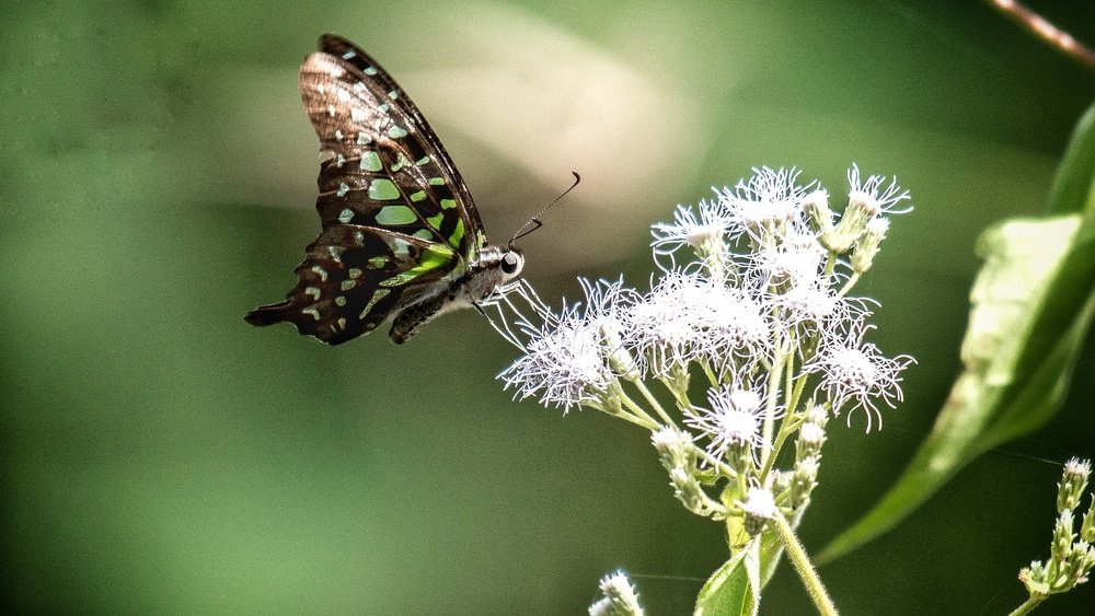 Photograph by Ashvin Ambaliya