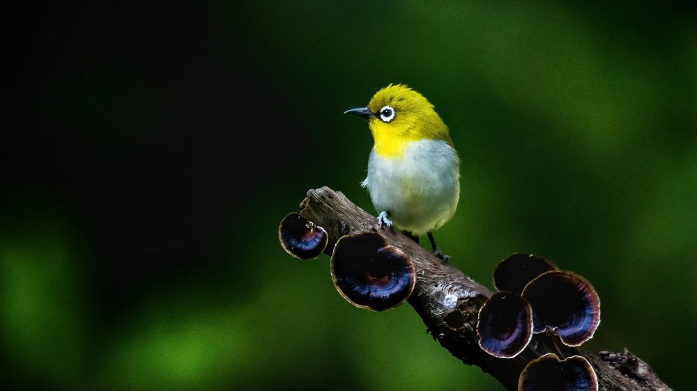 Photograph by Ashvin Ambaliya