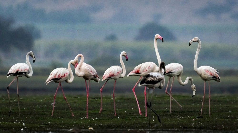 Photograph by Ashvin Ambaliya