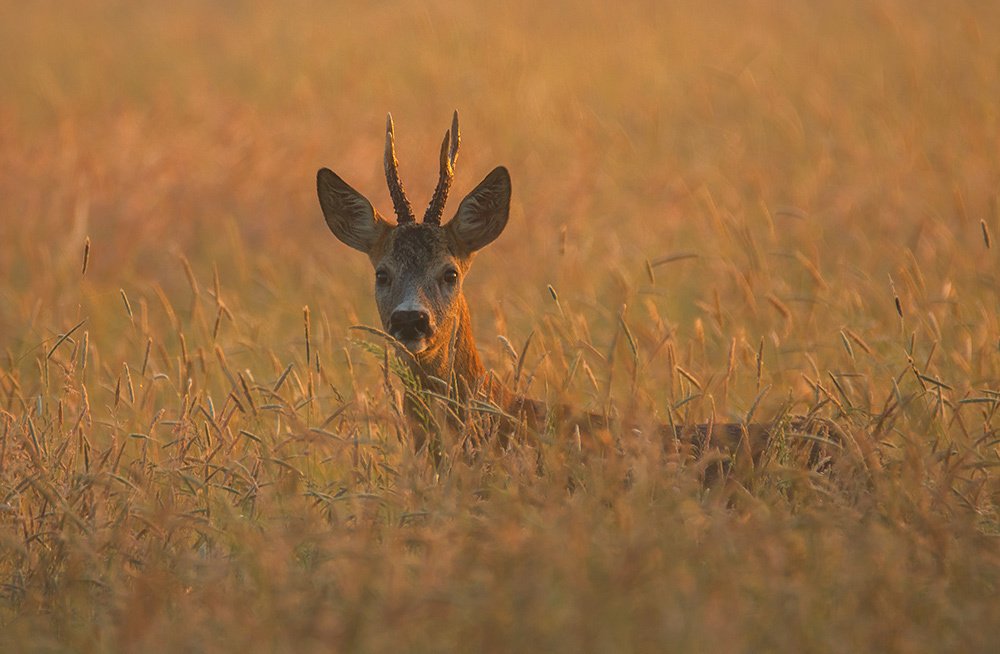 Photograph by Pawel Plucinski