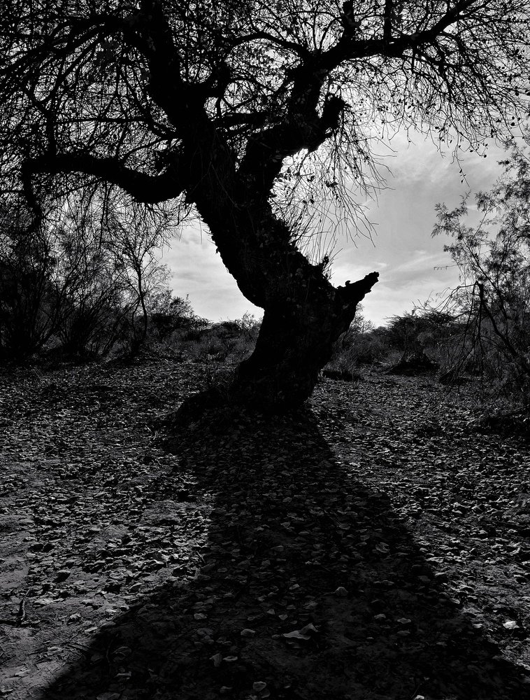 Photograph by Ebrahim Farhadnejad
