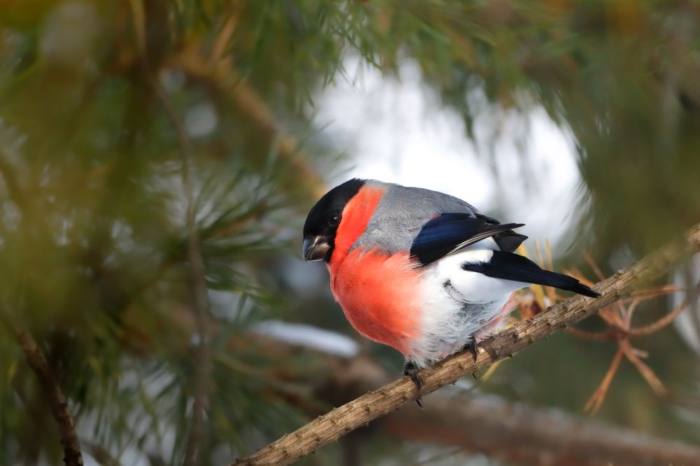 Photograph by Никита Шемякин