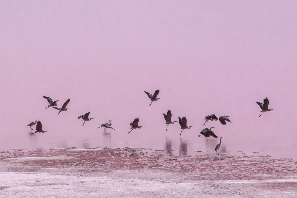 Серые цапли на розовом озере