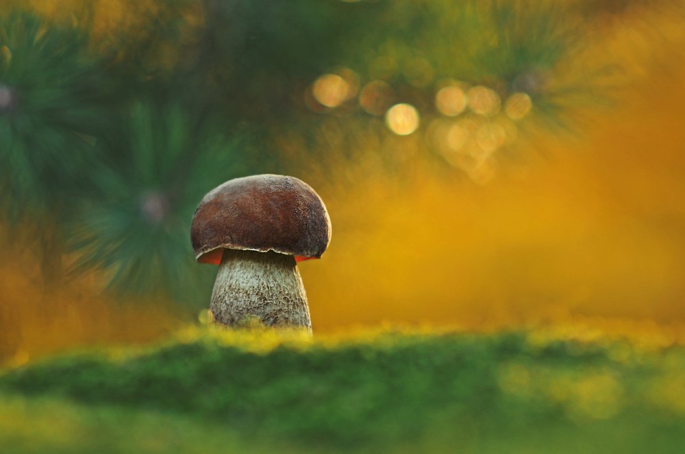 Photograph by Александр Гвоздь