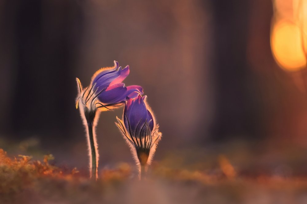 Вместе навсегда...