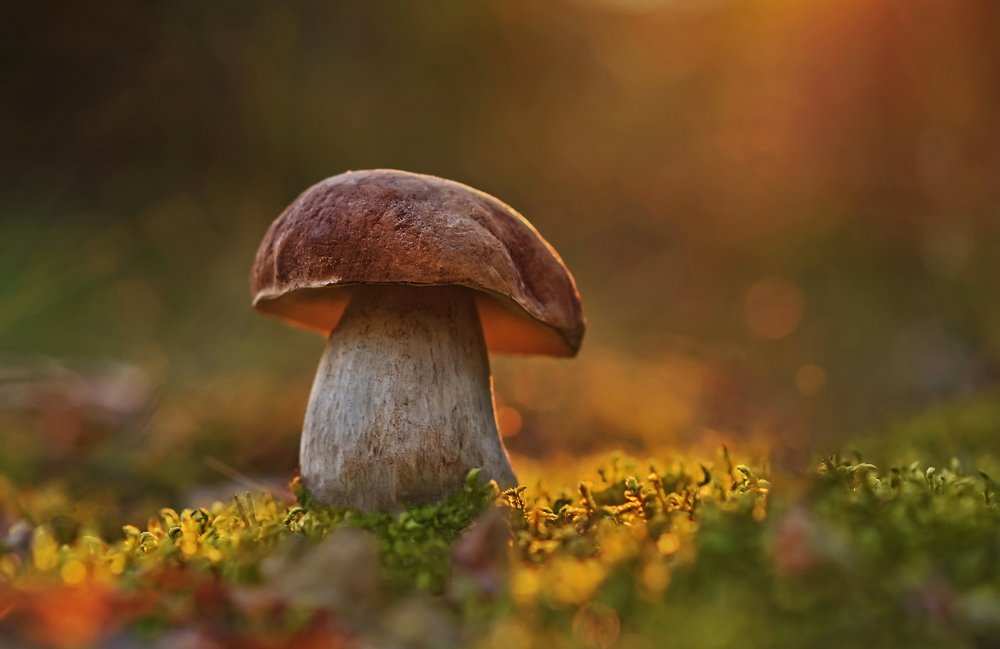 Photograph by Александр Гвоздь