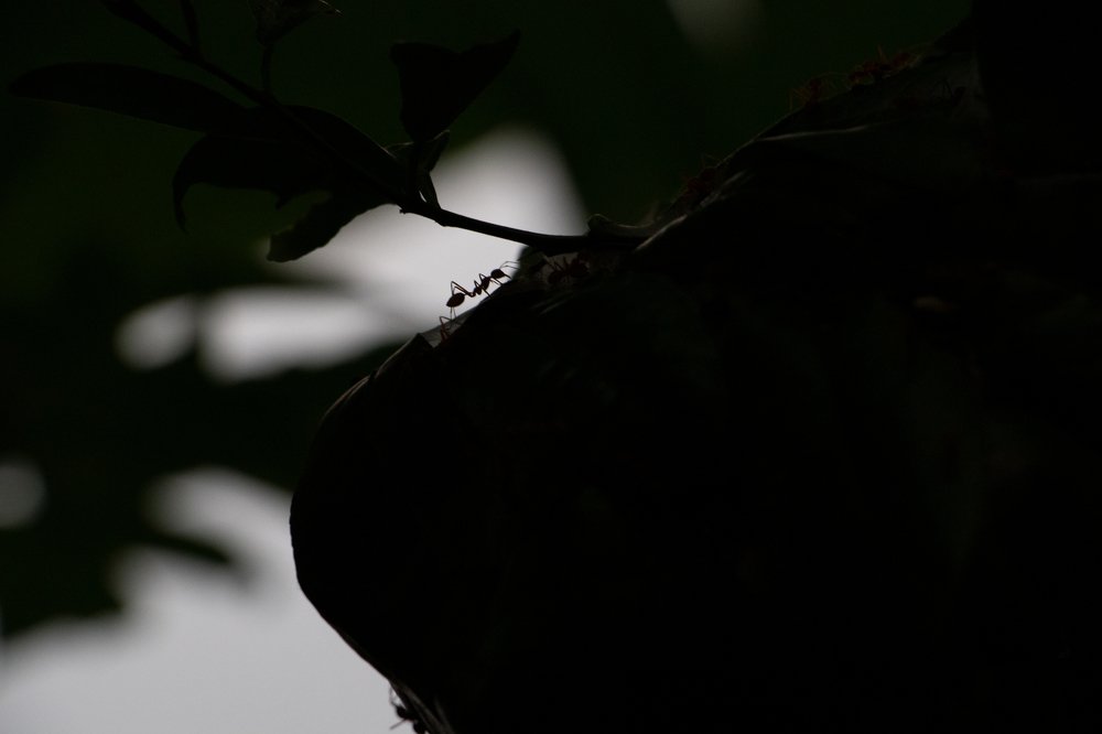 Photograph by Dasmitha Gunasekara