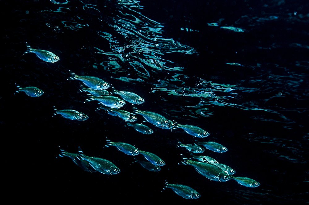 Photograph by Александр Лаухин