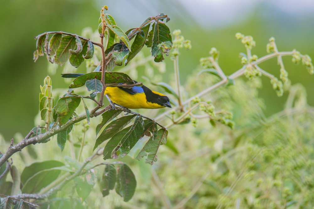 Photograph by Miguel Antonio Sevilla Flor