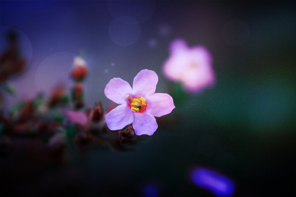 Photograph by Alena Rybakova