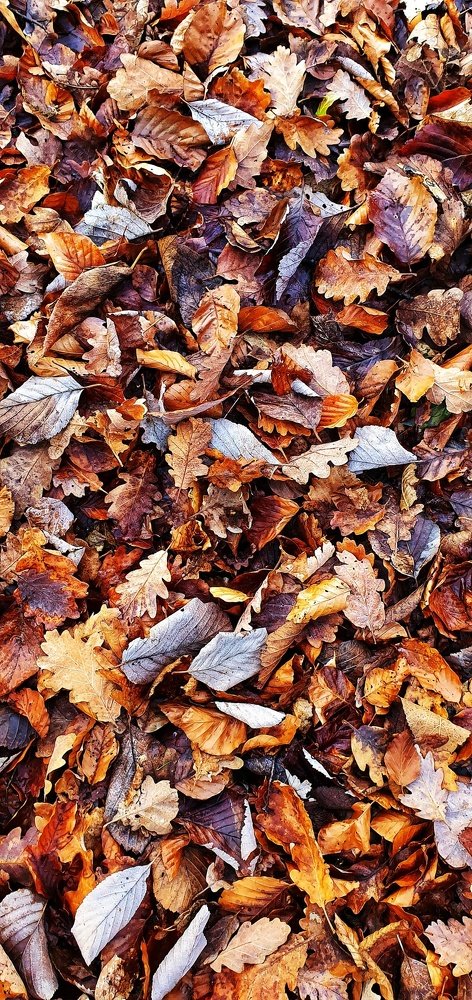 Winter leaves