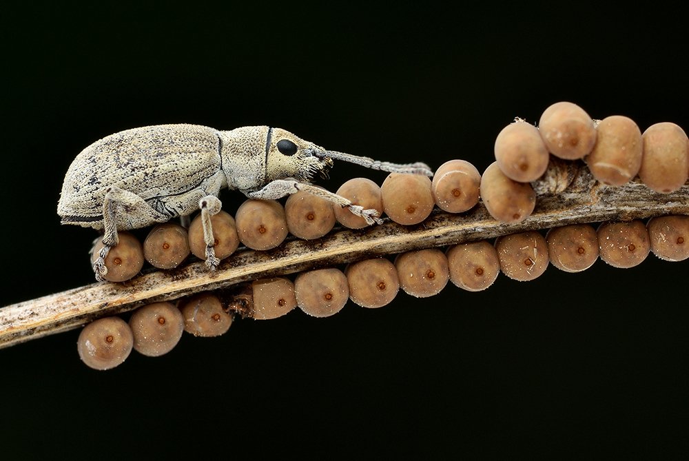 Weevil with Owlfly Eggs..