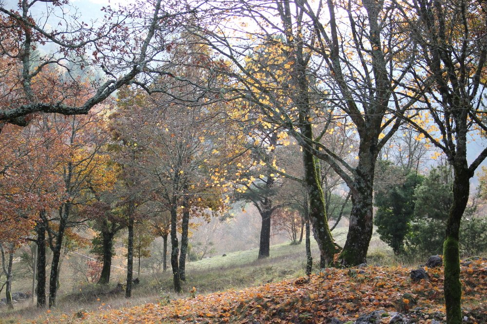 Photograph by Людмила Панченко