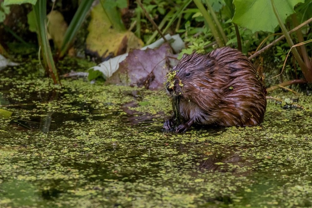 Старик-хоттабыч