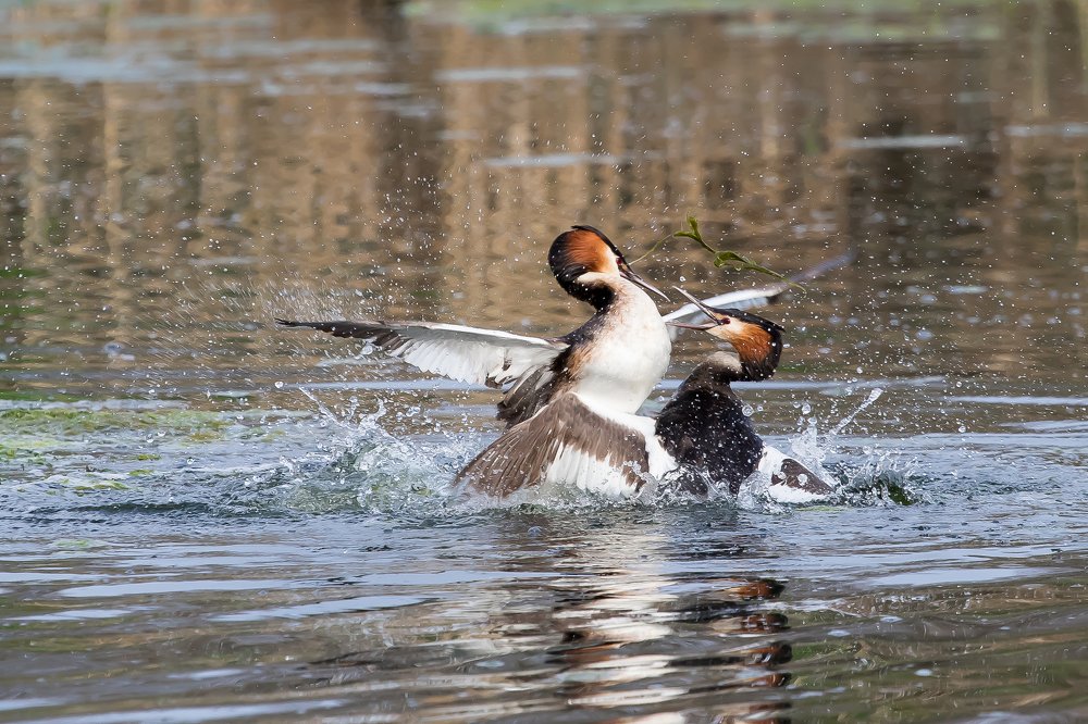 Битва за любимую...