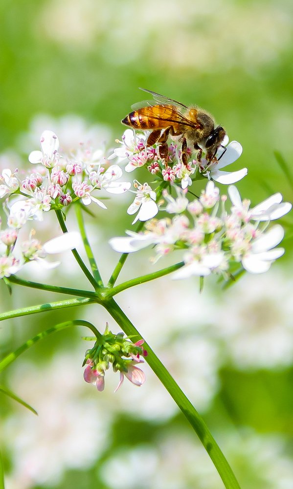 Busy in collecting honey