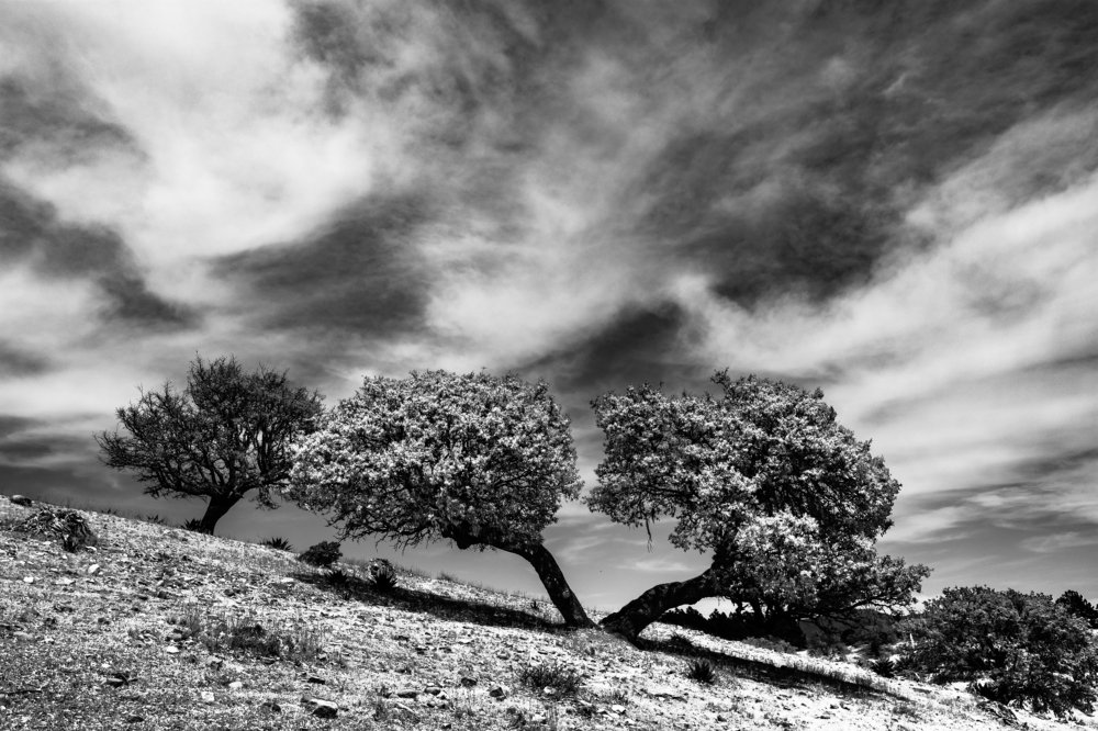 Photograph by Mario Manzano