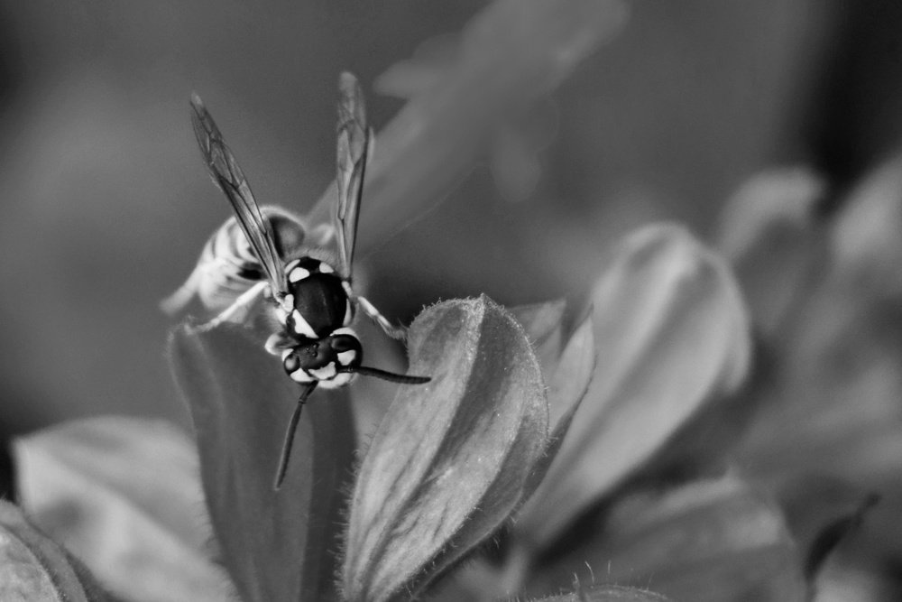 Photograph by Sahar Ghadir