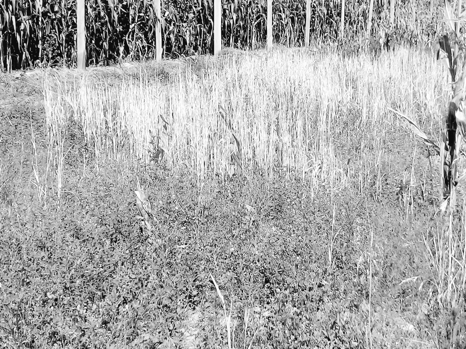 Photo #4383590