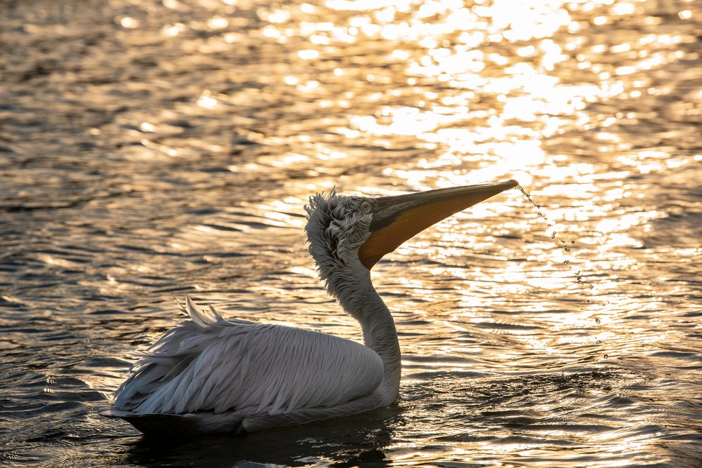 Photograph by Елена Савчук
