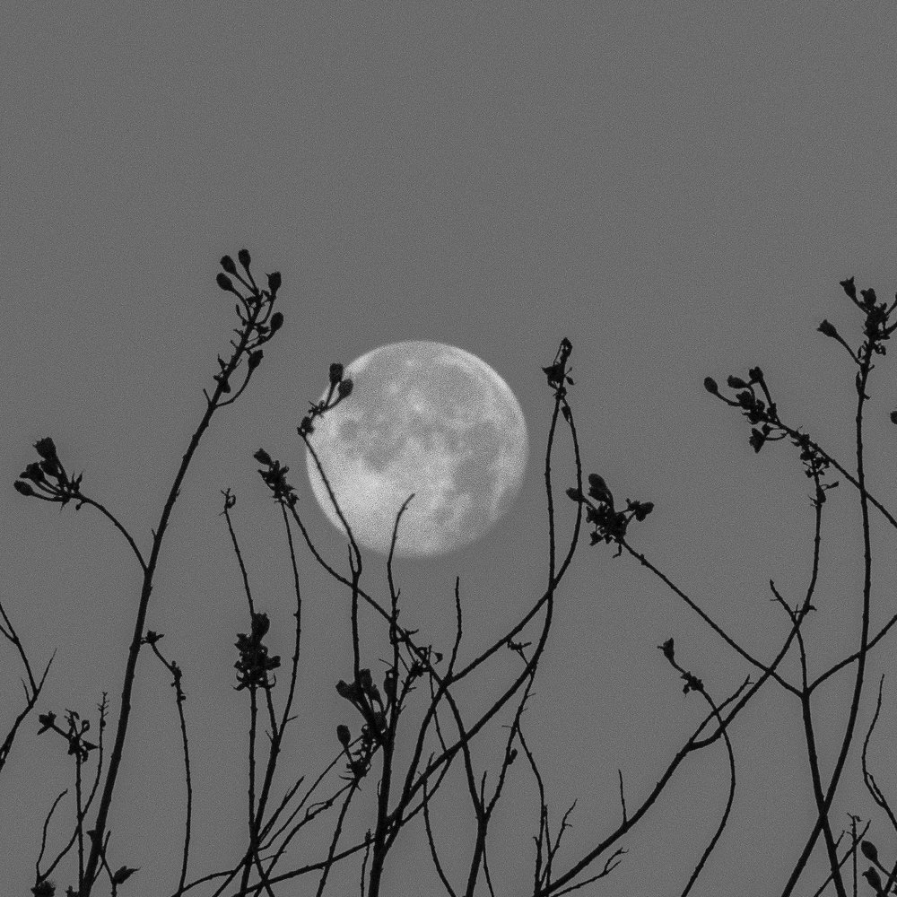 Photograph by Mario Manzano