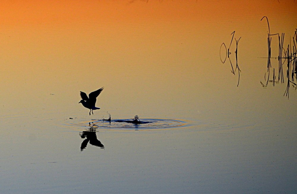 Фотография автора Jadranka Mamić