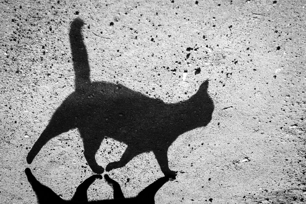 Фотография автора Ольга Кириченко