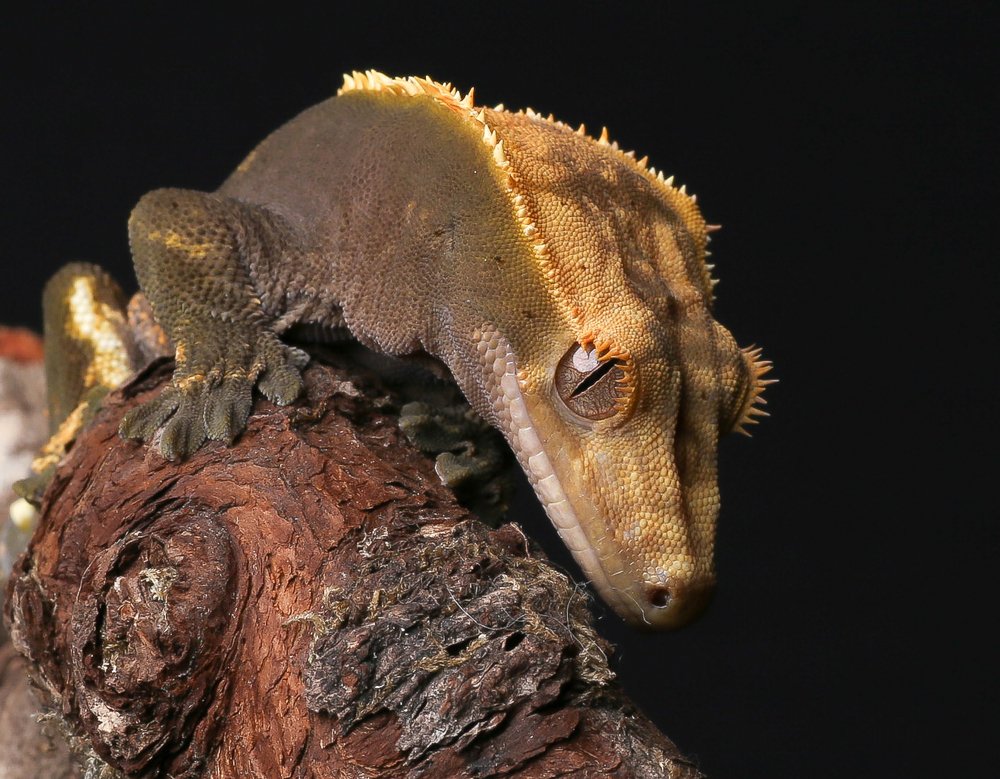 The brown staring eyes II