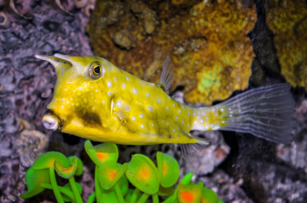 Рыба-корова