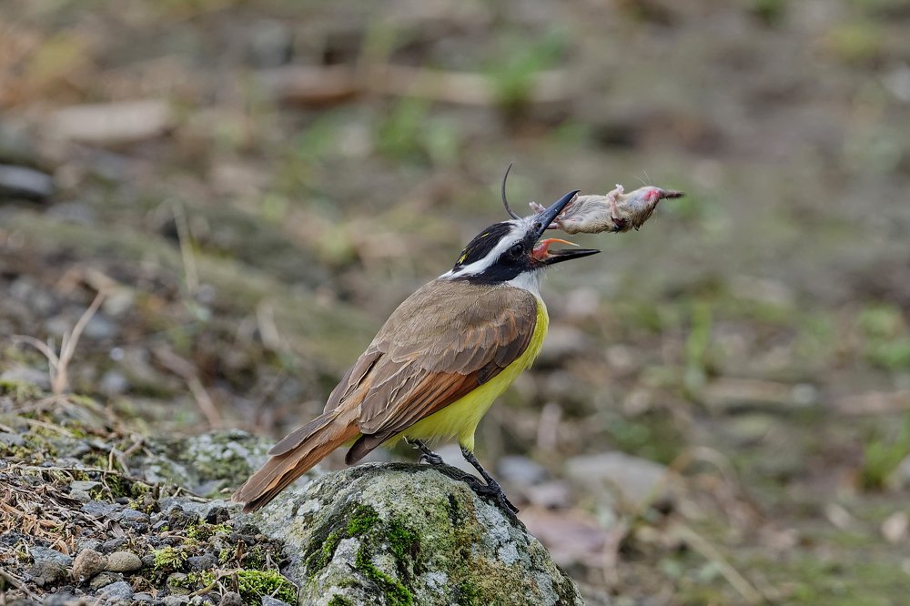 Фотография автора Олег Набровенков