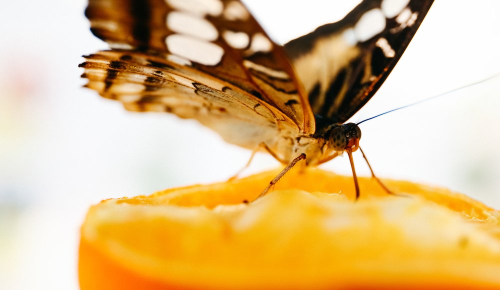 Photograph by Елена Катунина