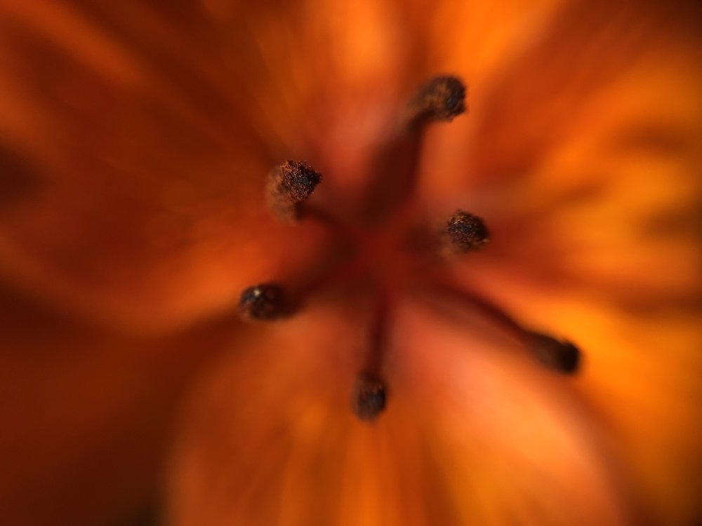 Photograph by Elvira