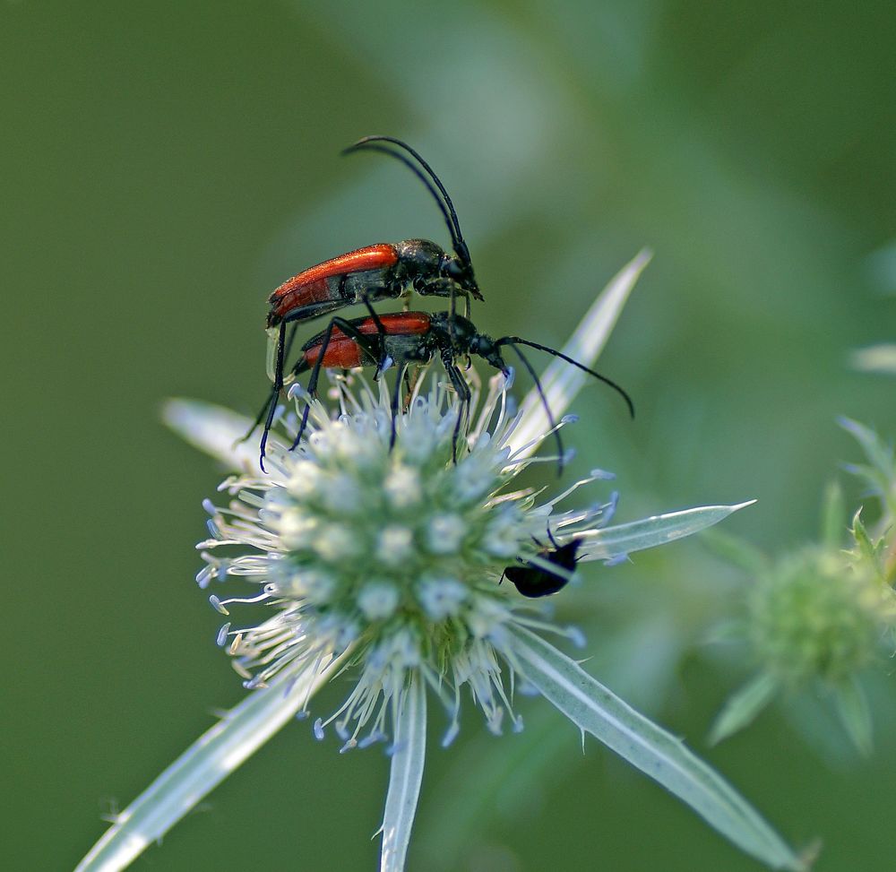 Спаривание насекомых.