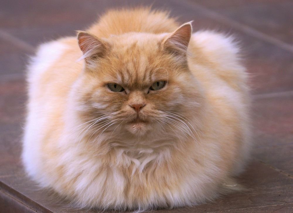 Городской бродяга