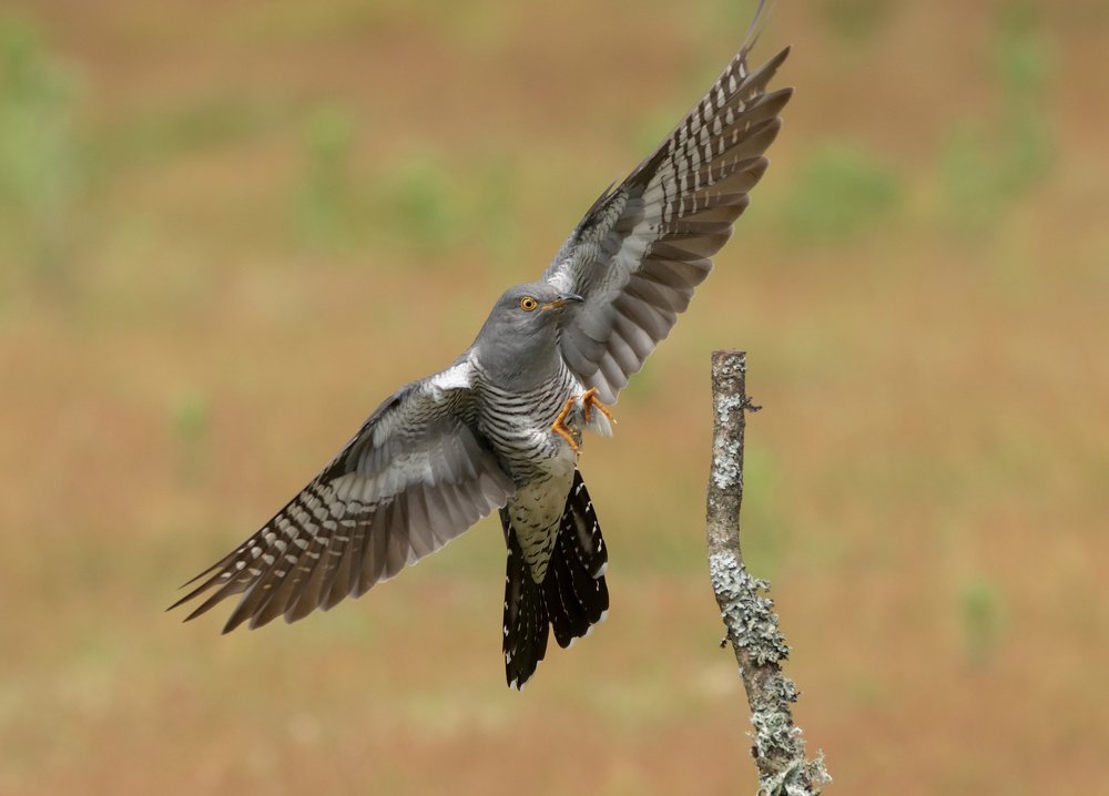 Фотография автора MARIA KULA