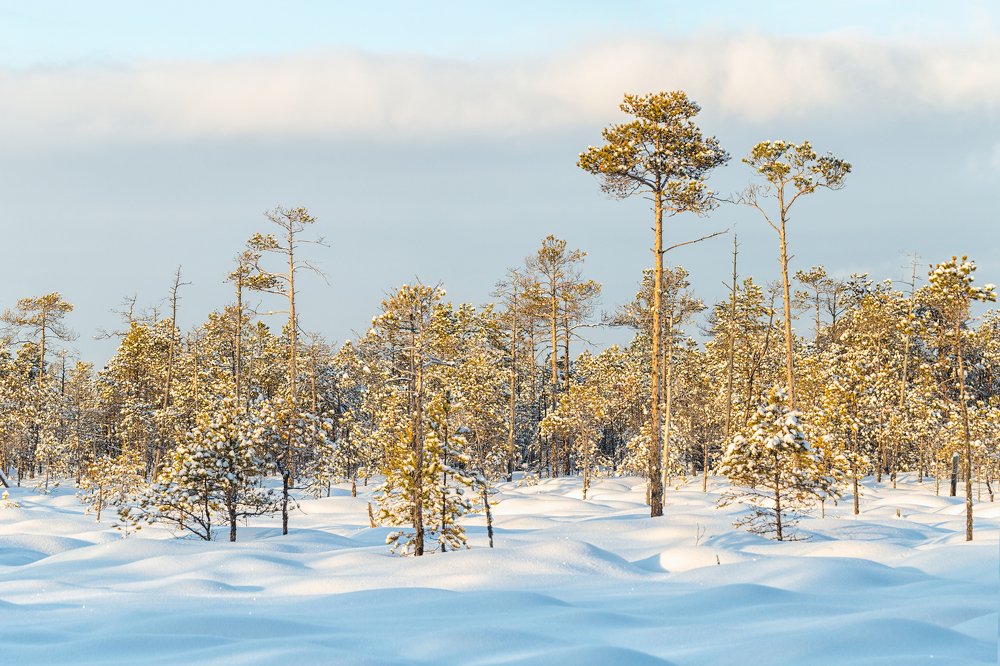 суовый край