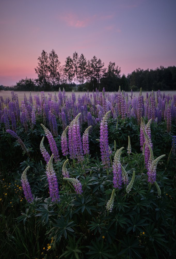 Photograph by Горшков Игорь